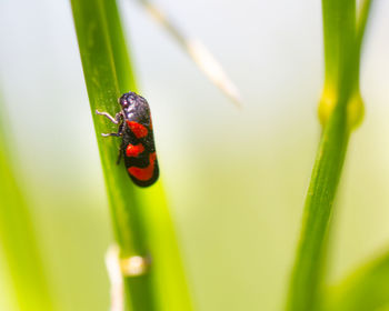 Close-up of ladybug on grass