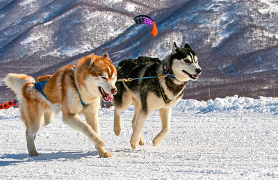 The dogs team running in the snow on kamchatka.