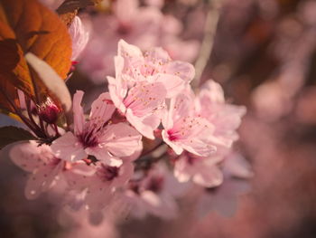 Close-up of hand flowers