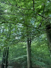 Low angle view of bamboo trees in forest