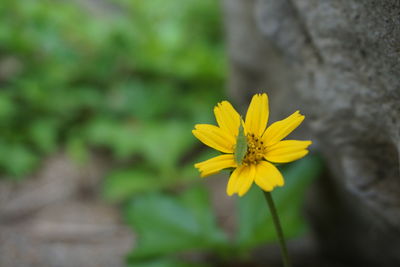 Close-up of yellow flower