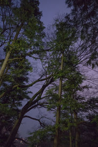 Low angle view of trees in forest