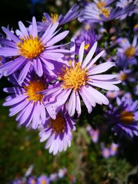 Close-up of purple flowering plants