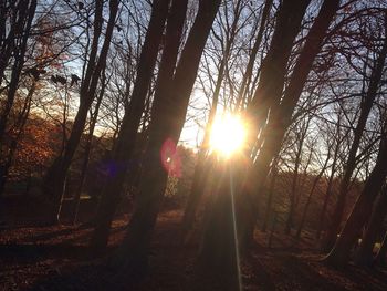 Sun shining through trees during sunset