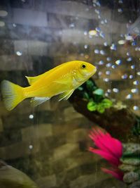 Close-up of fish swimming in sea