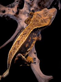 Close-up of lizard