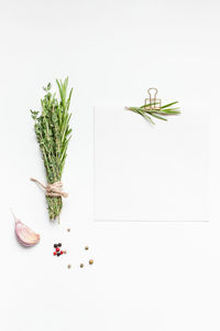 High angle view of plant on table against white background