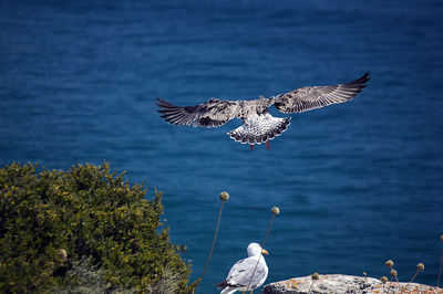 Bird flying over sea