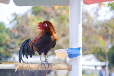 Side view of a bird