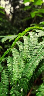 Close-up of wet leaves on tree