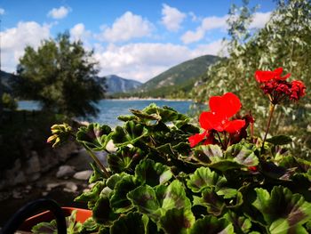 Close-up of red flowering plant against sky