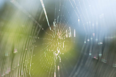 Close-up of spider web