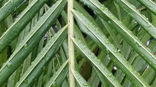 Full frame shot of leaves