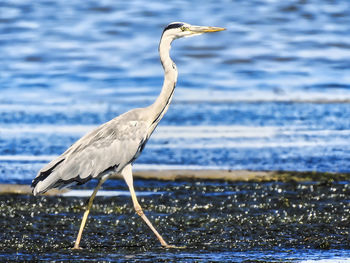 View of a bird on beach