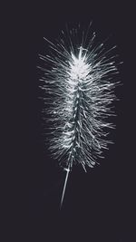 Close-up of firework display over black background