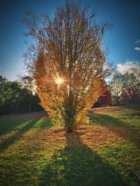 Trees on field against sky during autumn