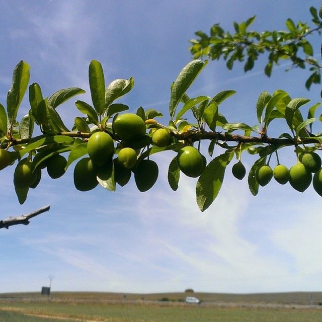 agriculture, growth, fruit, green color, food and drink, freshness, rural scene, field, vineyard, food, sky, healthy eating, nature, tree, farm, day, crop, beauty in nature, plant, ripe