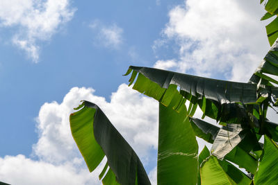 Low angle view of trees against cloudy sky