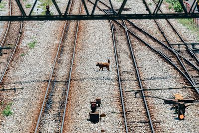 High angle view of a cat on railroad track