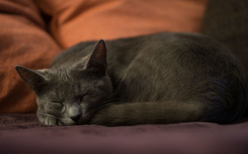 Close-up of cat sleeping