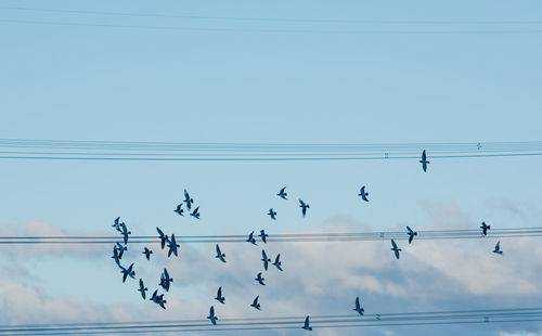 Low angle view of birds flying against sky