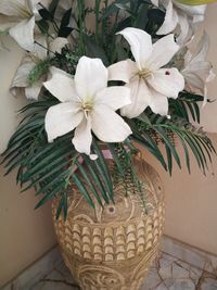 Close-up of potted plant