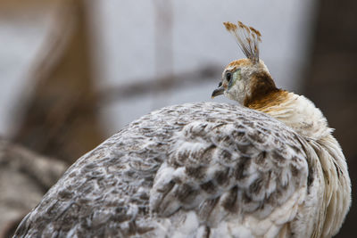 Close-up of a bird