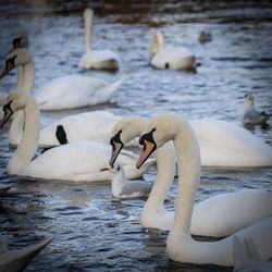 Swans swimming in lake