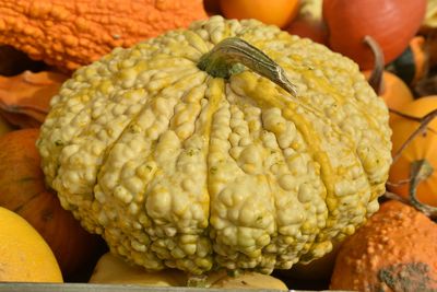 Close-up of insect on pumpkin