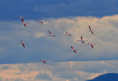 Low angle view of birds flying in sky