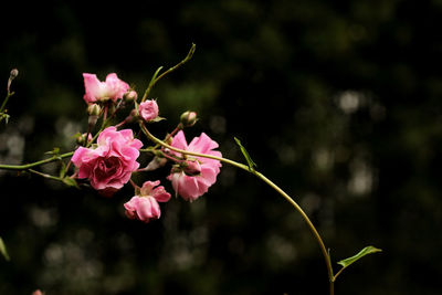 Close-up of pink flowers