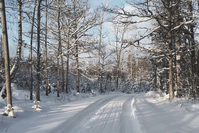 Snow covered road amidst trees during winter