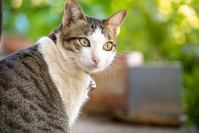 Close-up portrait of a cat