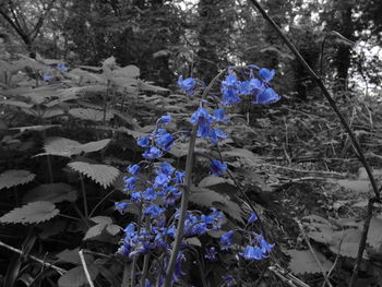Flowers in bloom