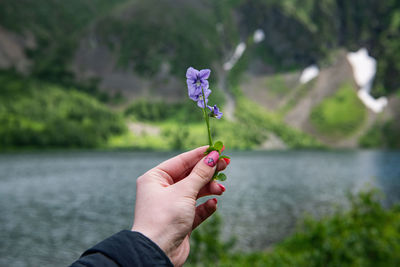 Cropped hand holding purple flowering plant