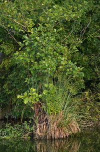 View of trees in forest