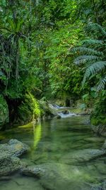 Scenic view of river stream amidst trees in forest