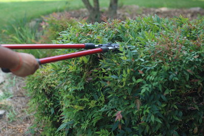 Cropped image of person holding plant