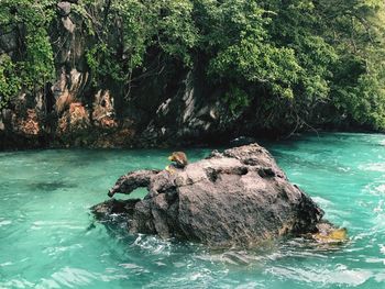 Ducks on rock by sea