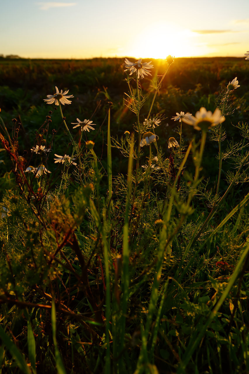 plant, sunlight, sky, nature, grass, beauty in nature, sunset, growth, field, flower, land, landscape, prairie, environment, sun, tranquility, no people, scenics - nature, leaf, yellow, meadow, lens flare, tranquil scene, grassland, natural environment, flowering plant, wildflower, rural scene, outdoors, sunbeam, agriculture, freshness, non-urban scene, back lit, cloud, green, rural area, crop, day, idyllic, plain, light, twilight, close-up