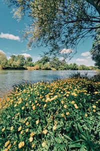 Scenic view of lake and plants against sky