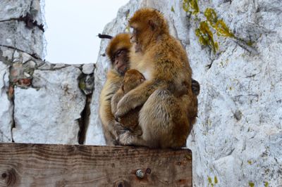 Close-up of monkey sitting on stone wall