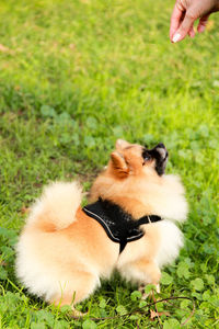 Close-up of pomeranian on field