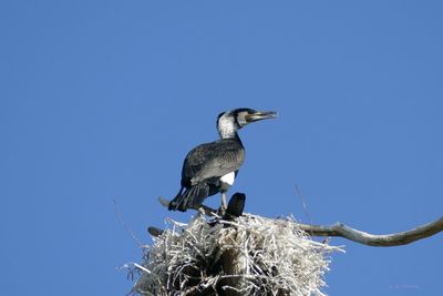 Low angle view of birds perching on tree against sky