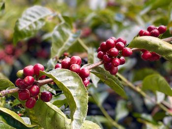 Close-up of red berries growing on tree