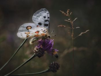 Close-up of butterfly pollinating on flower