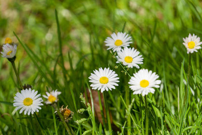 Close-up of white daisy flowers