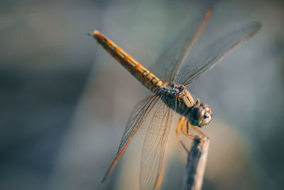 Close-up of dragonfly