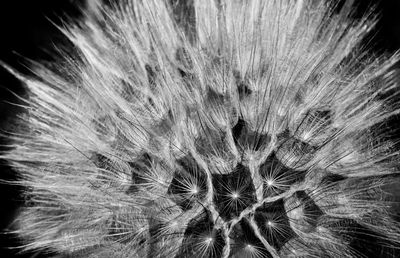 Extreme close up of dandelion