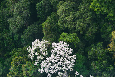 Close-up of flower tree